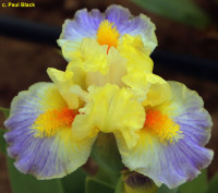  Ірис  I'm In Love (Paul Black, R. 2022) 