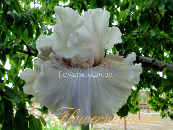 Ирис Гёст Врайте (Ghost Writer) 