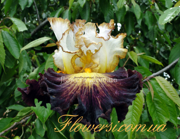  Ирис Супер Хироу  (Super Hero)  