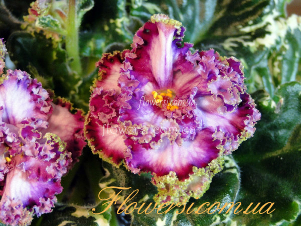 Фиалка  НК-Блаженство