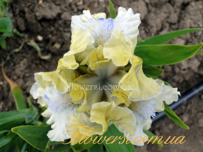 Ирис Шаловс (Shallows)