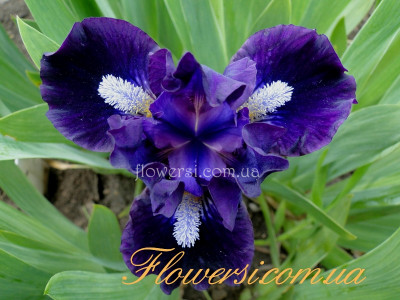 Ирис Вич Апн А Стар (Wish Upon A Star) 