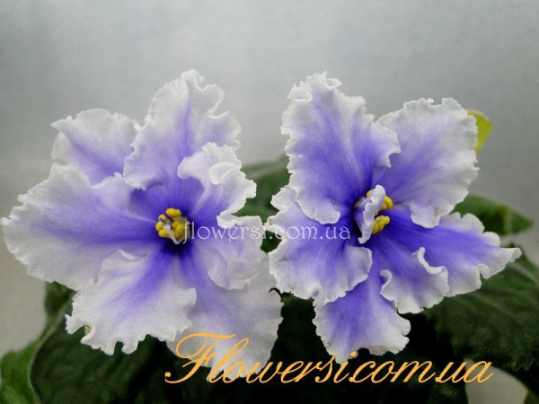 Фиалка ЕК-Бразильский Топаз