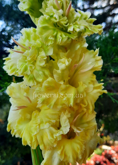 Гладiолус Золотий сапфір 