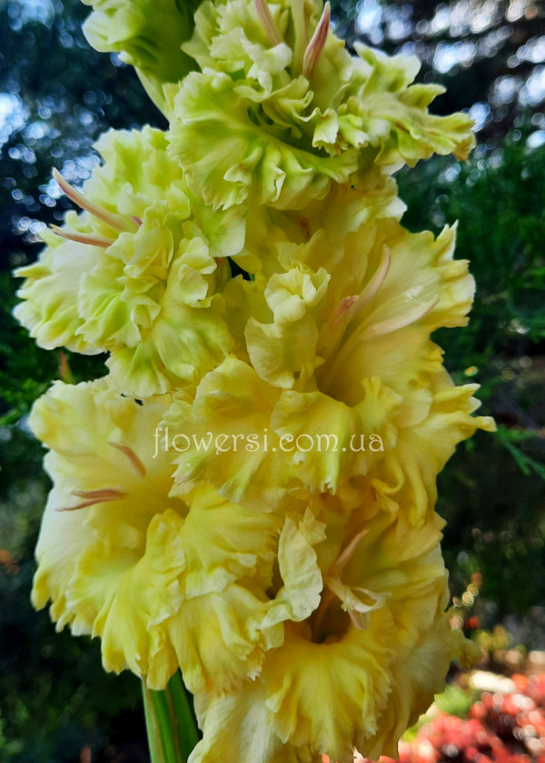 Гладiолус Золотий сапфір 