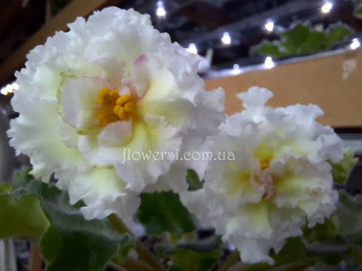 Фиалка НД-Тайна