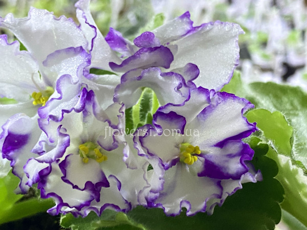 Фіалка ЛФ-Радостный Вечер