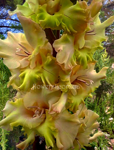 Гладіолус Страна Дiв 