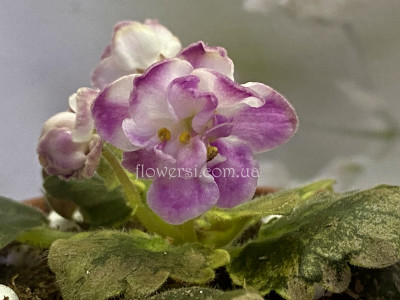 Фіалка АВ-Чай с Молоком