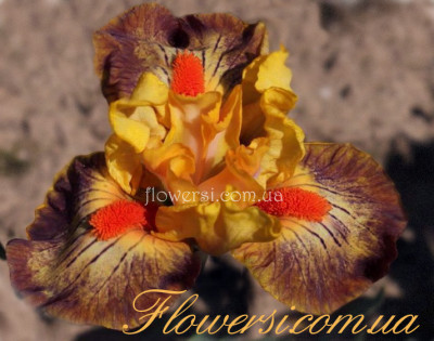 Ирис Валедикториан (Valedictorian) (Johnson'2015)- 