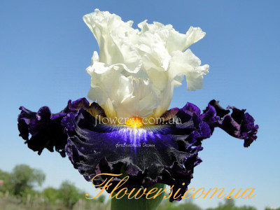  Ирис Фьюче Рулэ-  Future Ruler