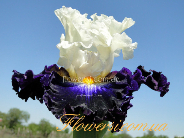  Ирис Фьюче Рулэ-  Future Ruler