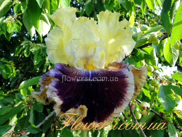 Ирис Батл Оф Зе Бэндс (Battle of the Bands) 