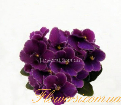 Фиалка  БР-Атос (С. Буркацкий)