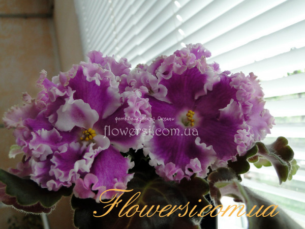 Фиалка ЕК-Яркое Кимоно