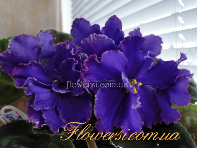 Фиалка  РС-Королевич 