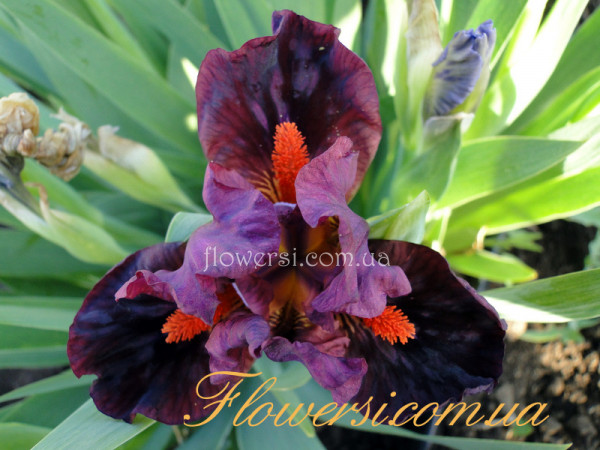 Ирис Аутспокен (Outspoken)