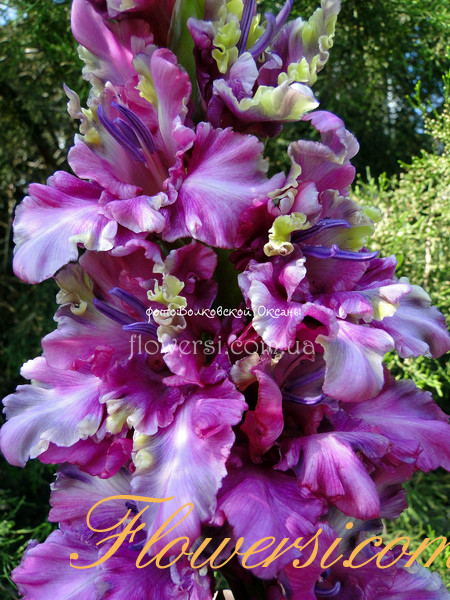 Гладiолус Уральскіе Скази 