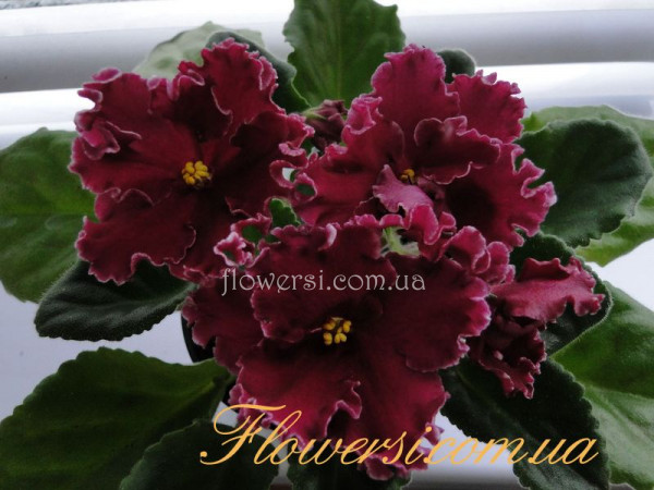 Фиалка ЛЕ-Лето Красное