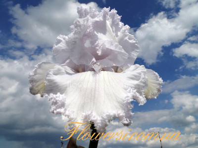 Ирис  Queen of Angels  (Куин оф Энджелс)  Schreiner's 1995)