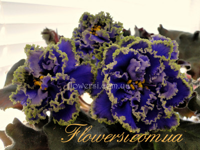 Фиалка Ruffled Skies-2 (Stork/Boone)