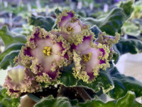 Фиалка НД-Вербена