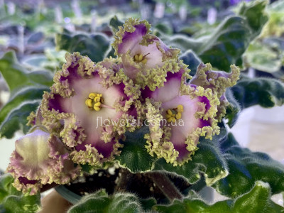 Фиалка НД-Вербена