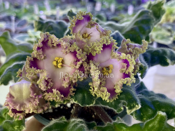 Фиалка НД-Вербена