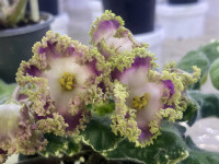 Фиалка НД-Вербена