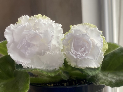 Фіалка НК-Пароль Любові 