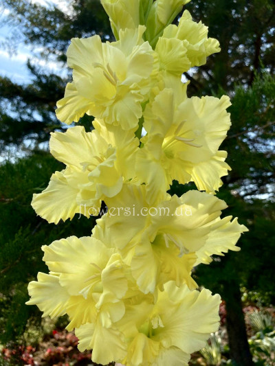 Гладіолус Солнечний Вальс 