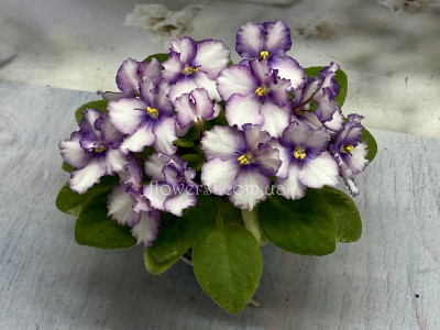 Фіалка ЛЕ-Лунная Радуга 