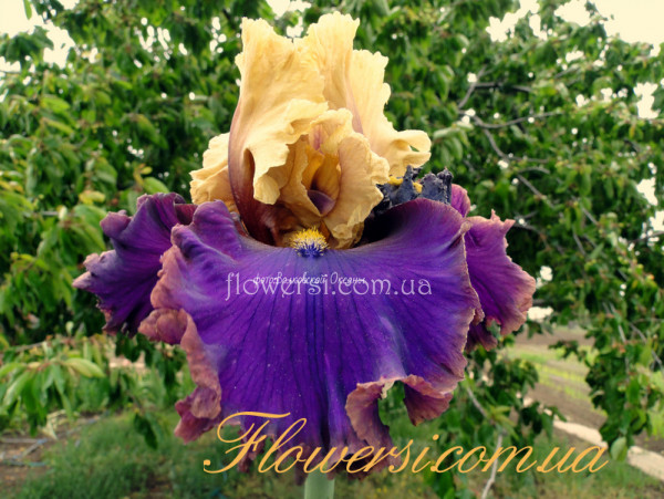 Ирис Дил ор ноу Дил  (Deal Or No Deal)  