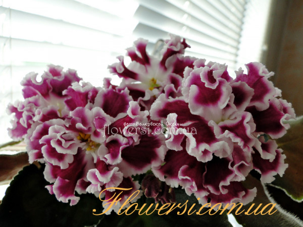 Фиалка ЕК-Любовь