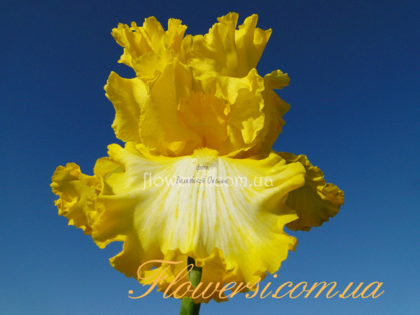 Ирис Зетс олл Фолкс (That’s all Folks)