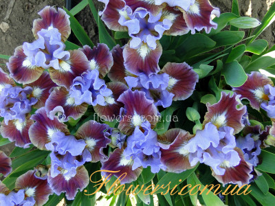 Ирис Дивейтед (Devonted) 