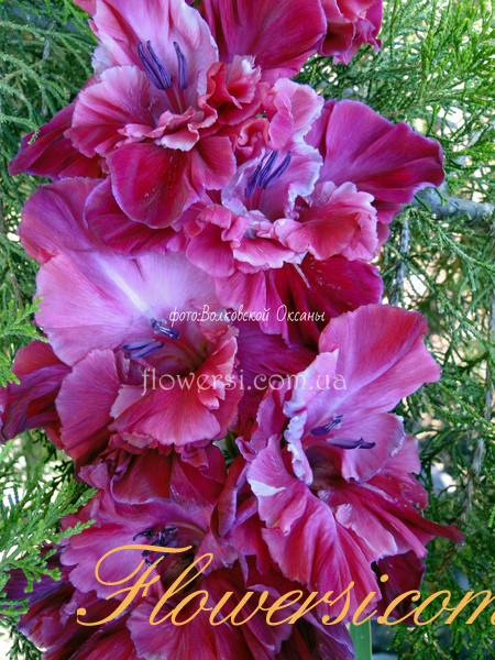 Гладiолус Вар'єте 