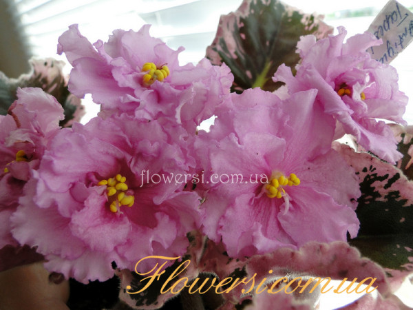 Фиалка Antique Tapestry (LLG)