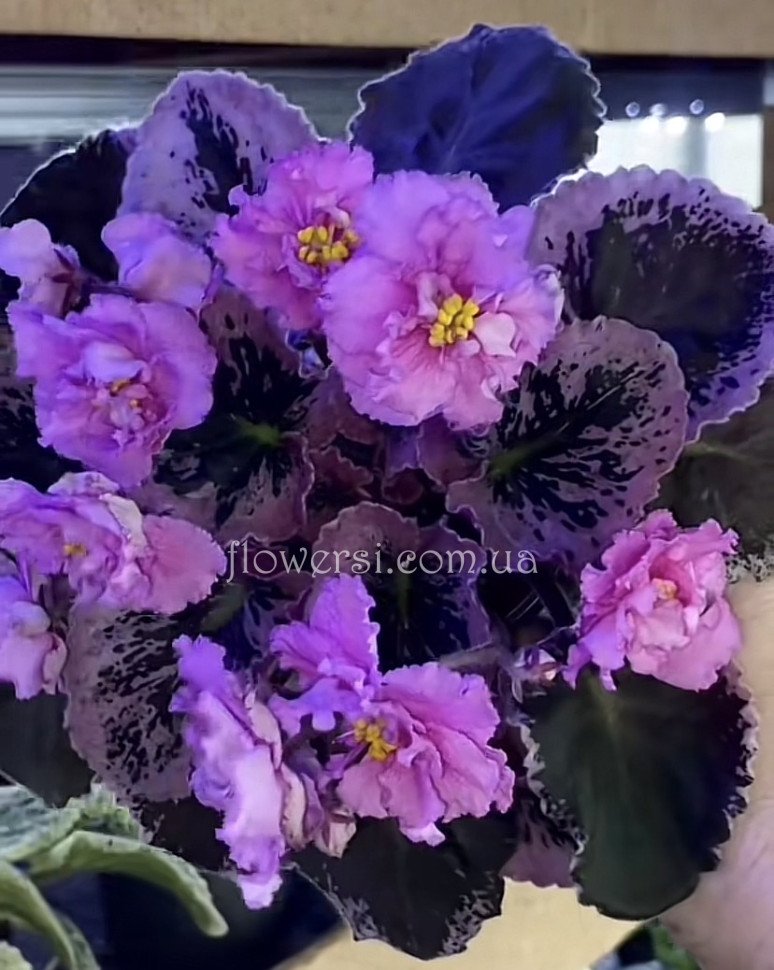 Фиалка Antique Tapestry (LLG)