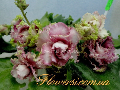 Фиалка ЛЕ-Роза Ветров