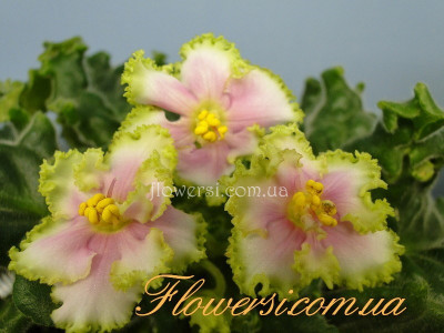 Фиалка Лесная Магия (Макуни) (спорт)