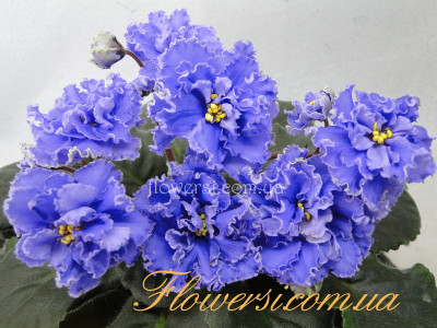 Фиалка Ruffled Skies (Stork/Boone)