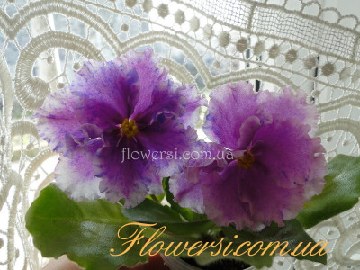 Фиалка Bold Party Girl (LLG)