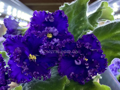 Фиалка АВ-Тысяча и Одна Ночь