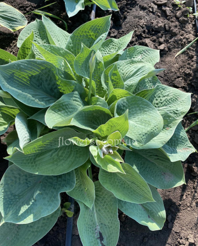 Хоста Canadian Blue (Канадиан Блу) кореневище 