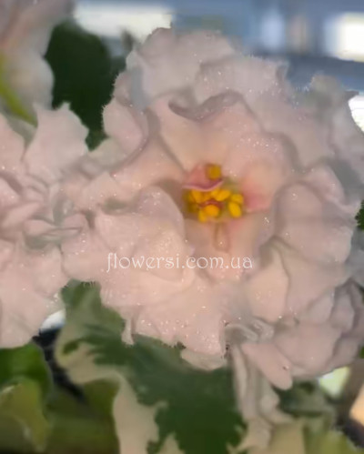 Фіалка SV-Французский Полдень