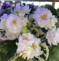 Фіалка SV-Французский Полдень