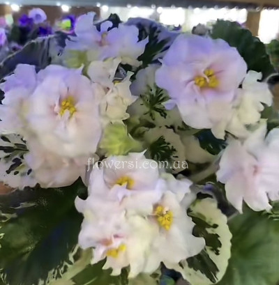 Фіалка SV-Французский Полдень