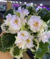 Фіалка SV-Французский Полдень