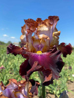 Ірис Топ лайн (Top Line) Sutton M.-2021